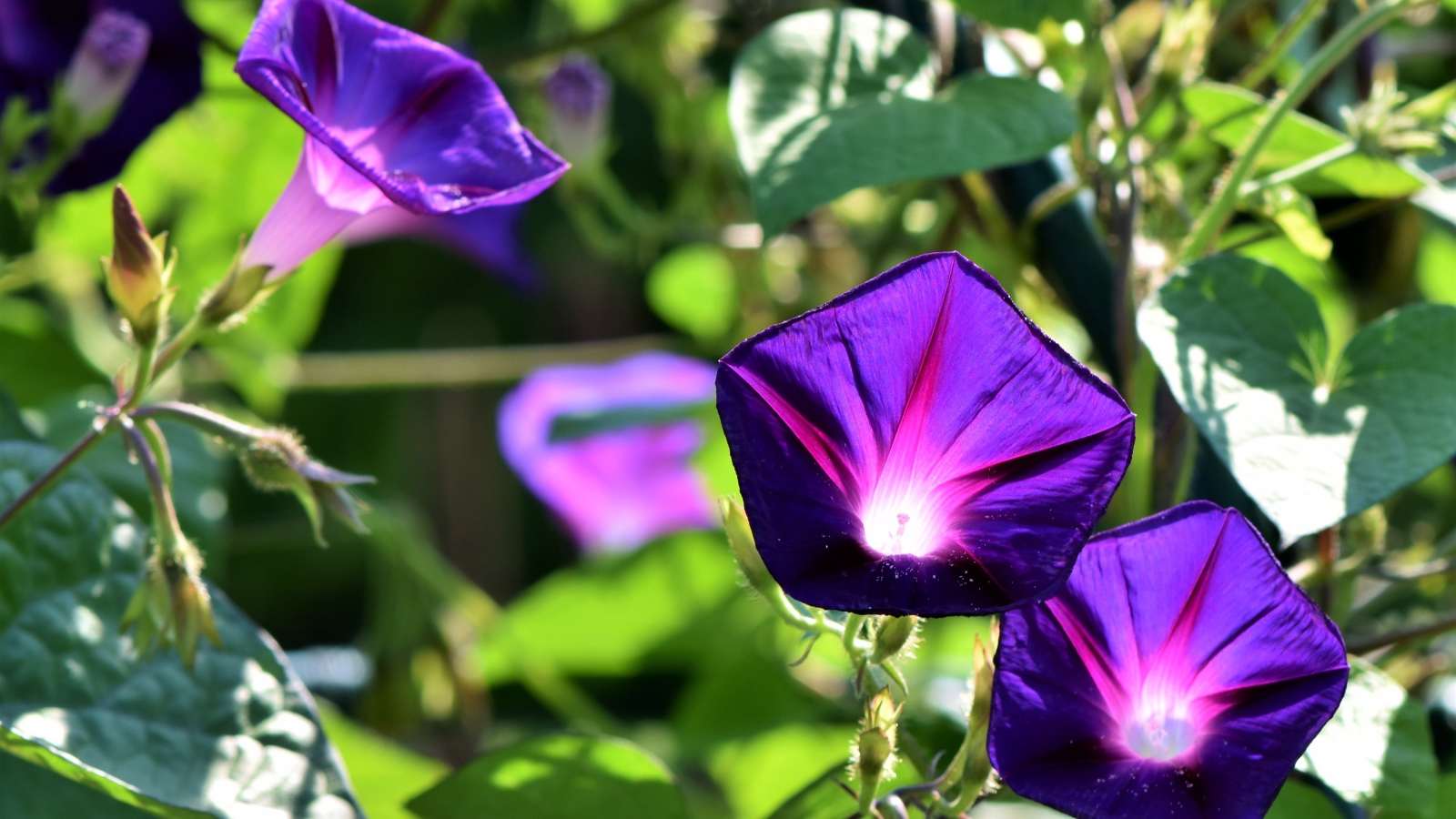 Фиолетовые цветы ипомеи в лучах солнца крупным планом
