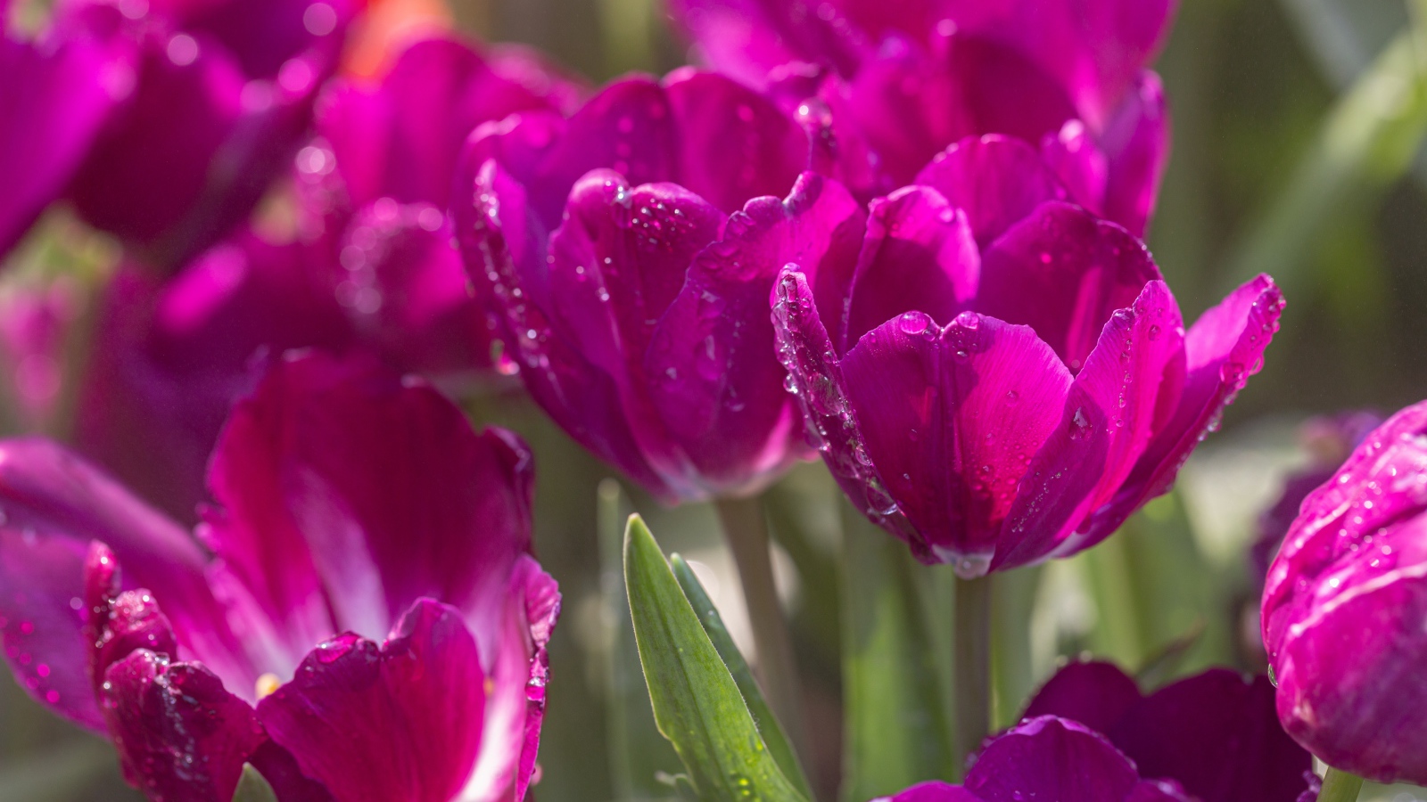 Purple tulips in dewdrops in the sun