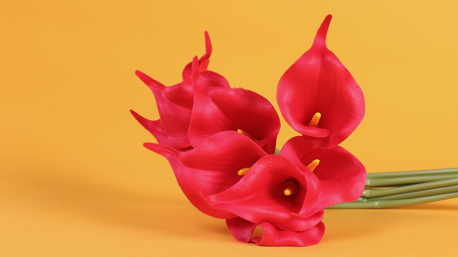 Красные цветы каллы на желтом фоне