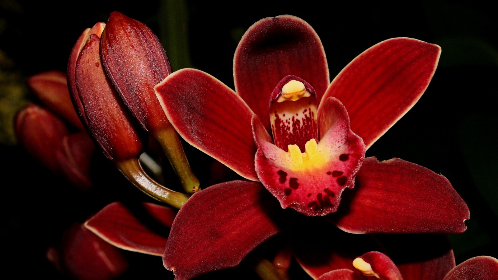 Красные экзотические орхидеи с бутонами на черном фоне