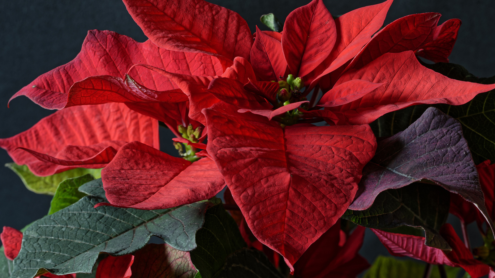 Красные цветы молочай в комнате