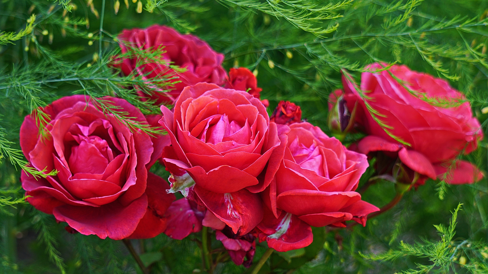 Красные садовые розы на клумбе с зелеными листьями