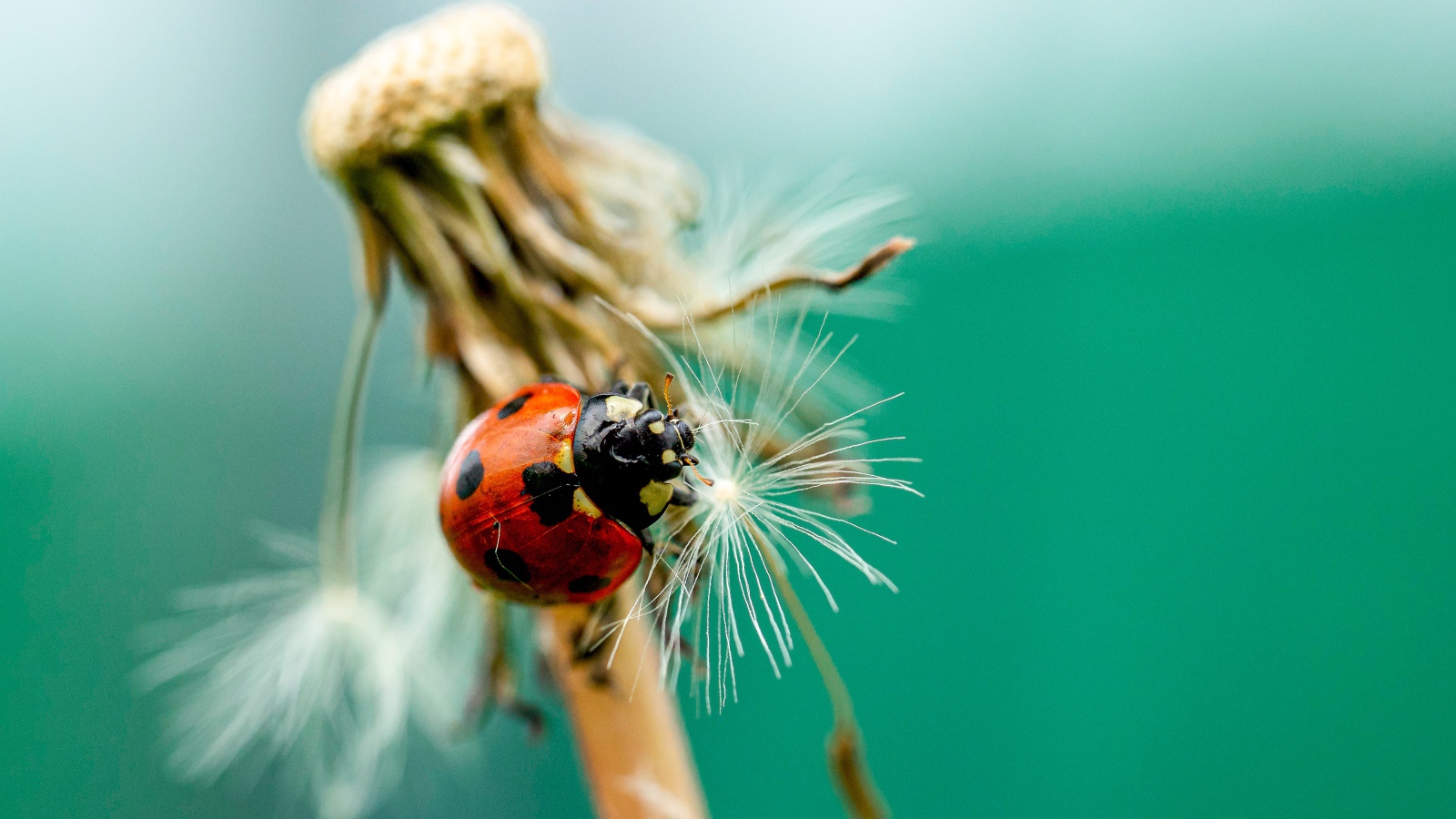 Красная божья коровка на одуванчике