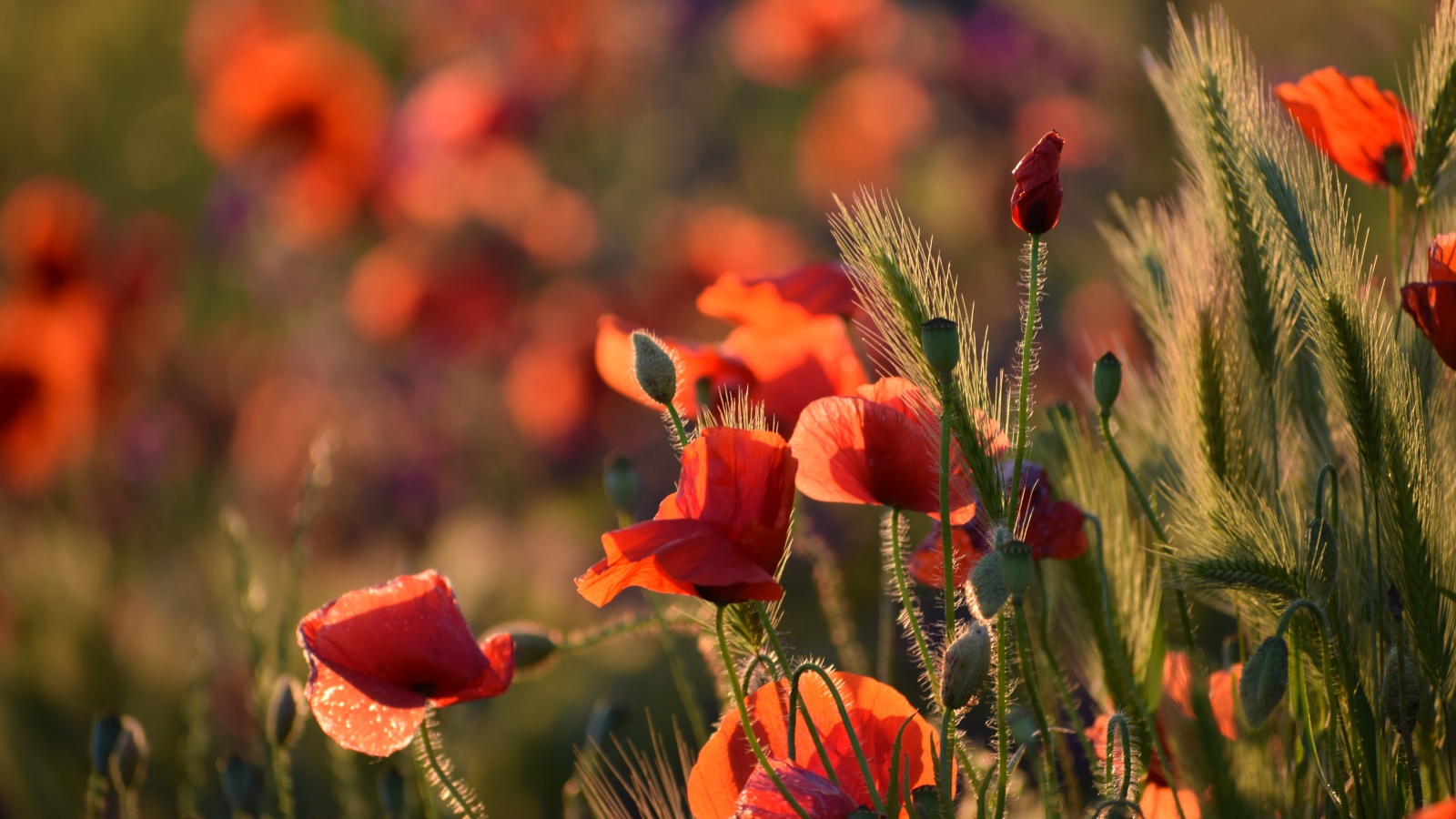 Красные маки с зелеными колосками в лучах солнца