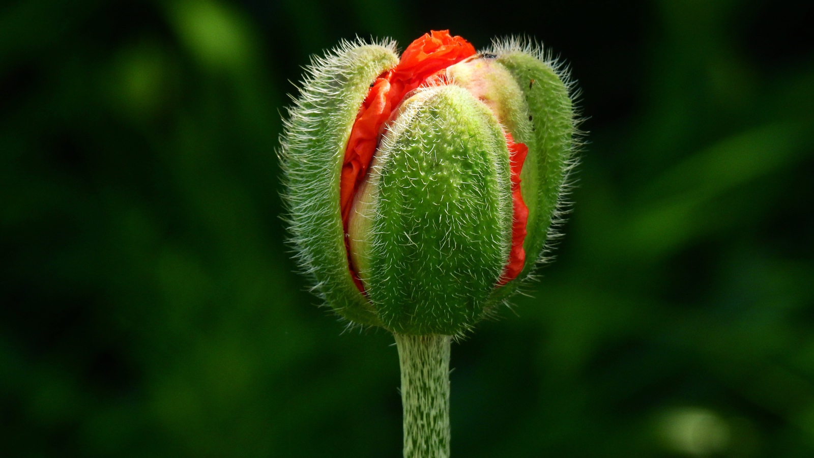 Цветок красного мака распускается на клумбе