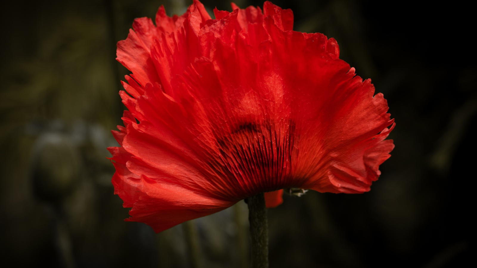 Красный цветок мака крупным планом 