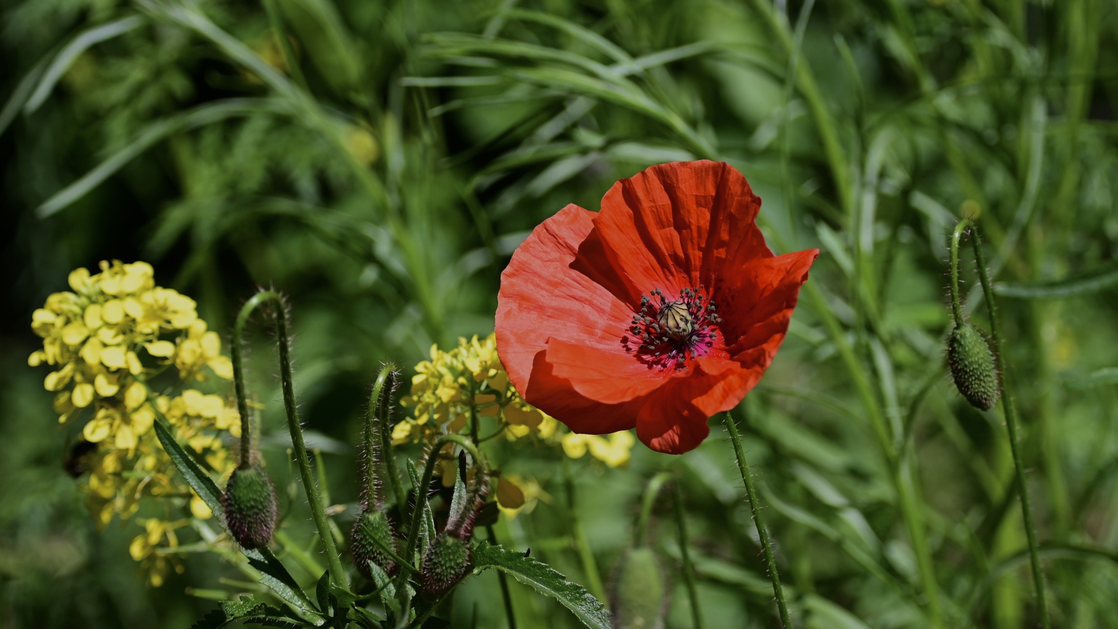 Красный мак с бутонами и полевой травой в лучах солнца