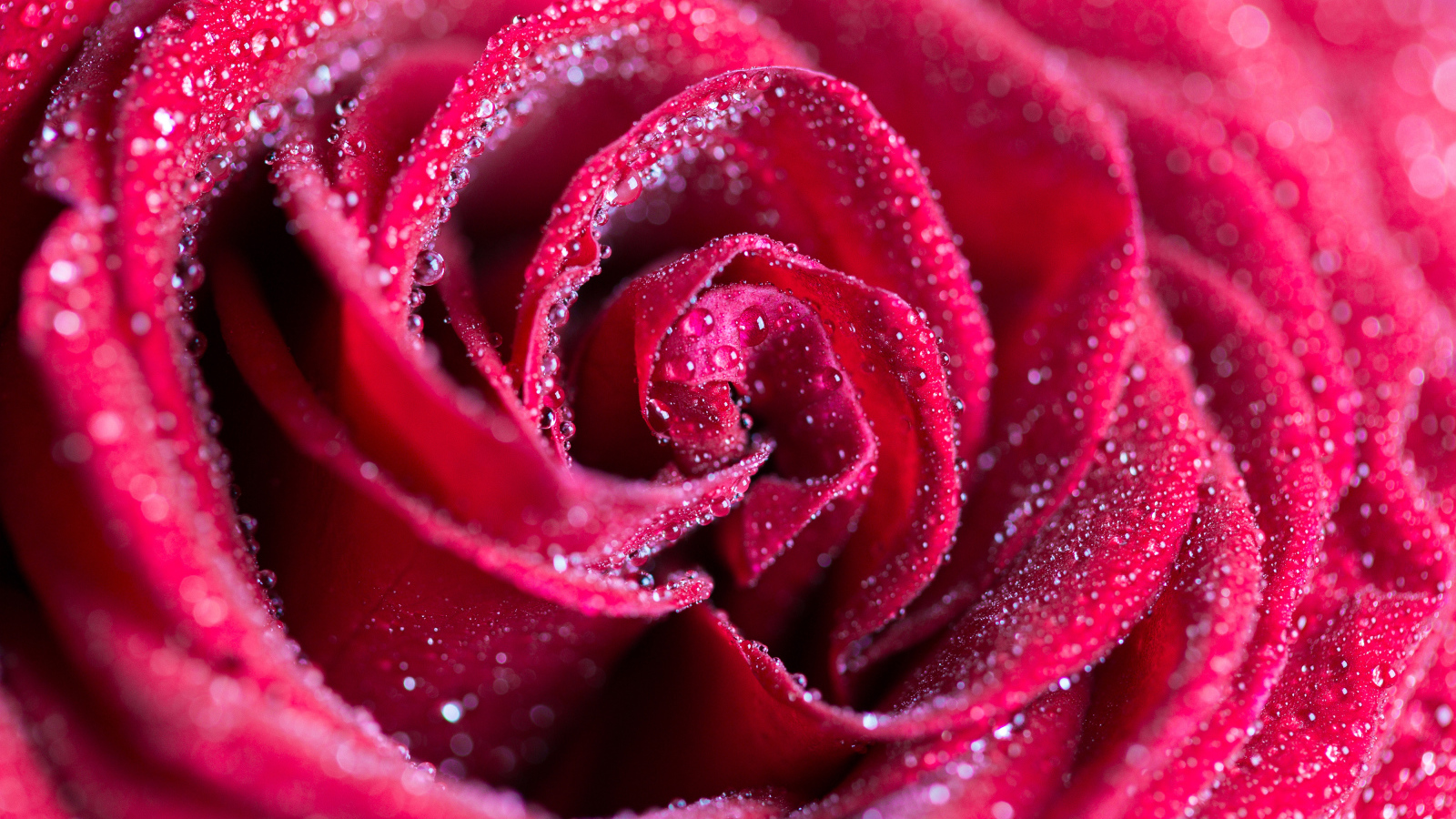 Красная роза в каплях росы крупным планом