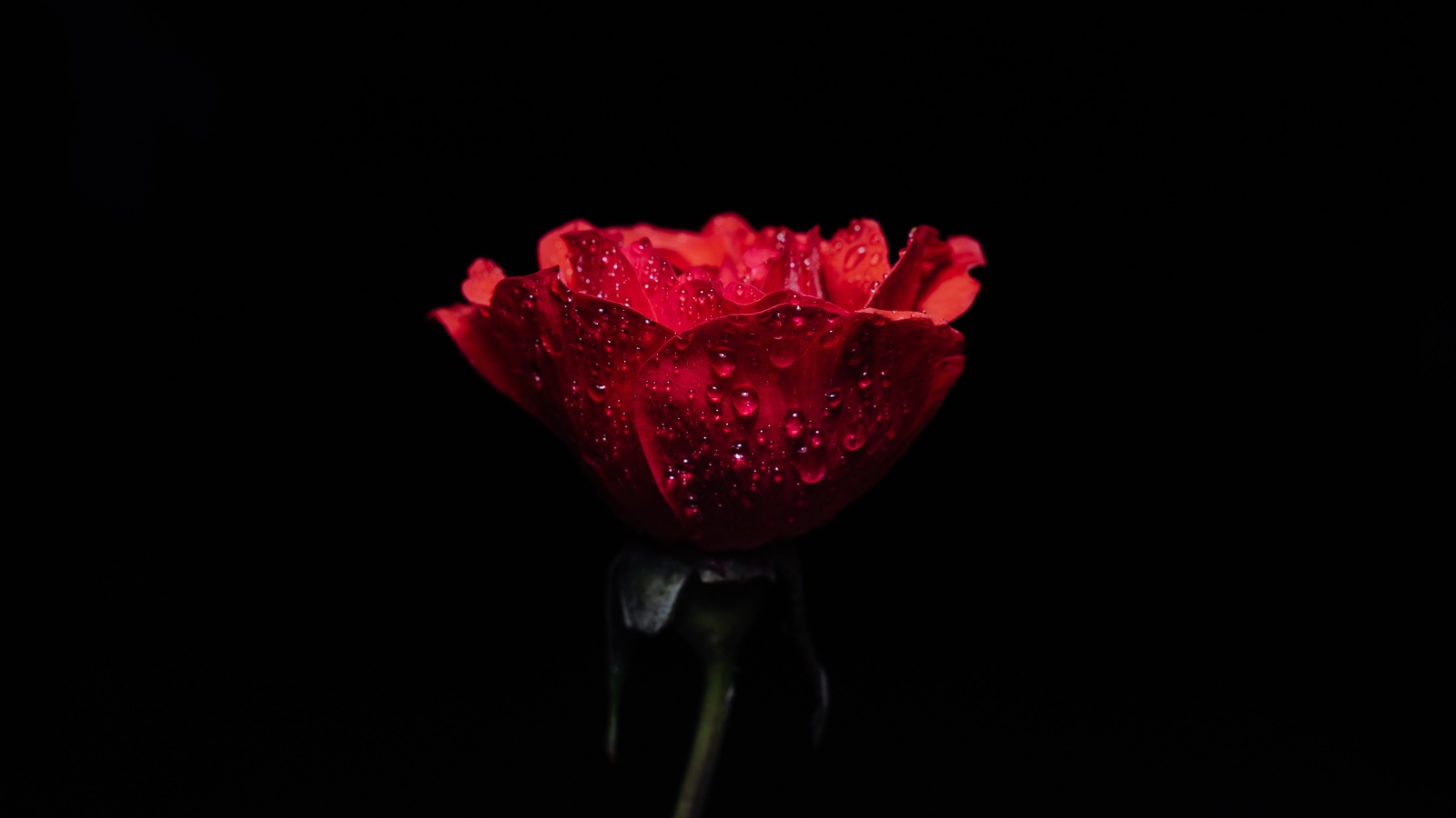Красная роза в каплях росы на черном фоне