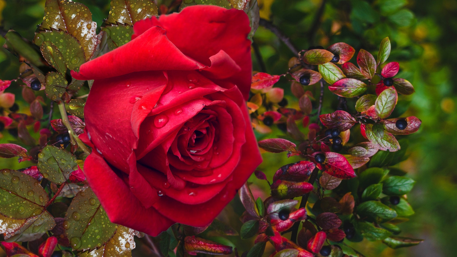 Красная роза в каплях дождя с черными ягодами