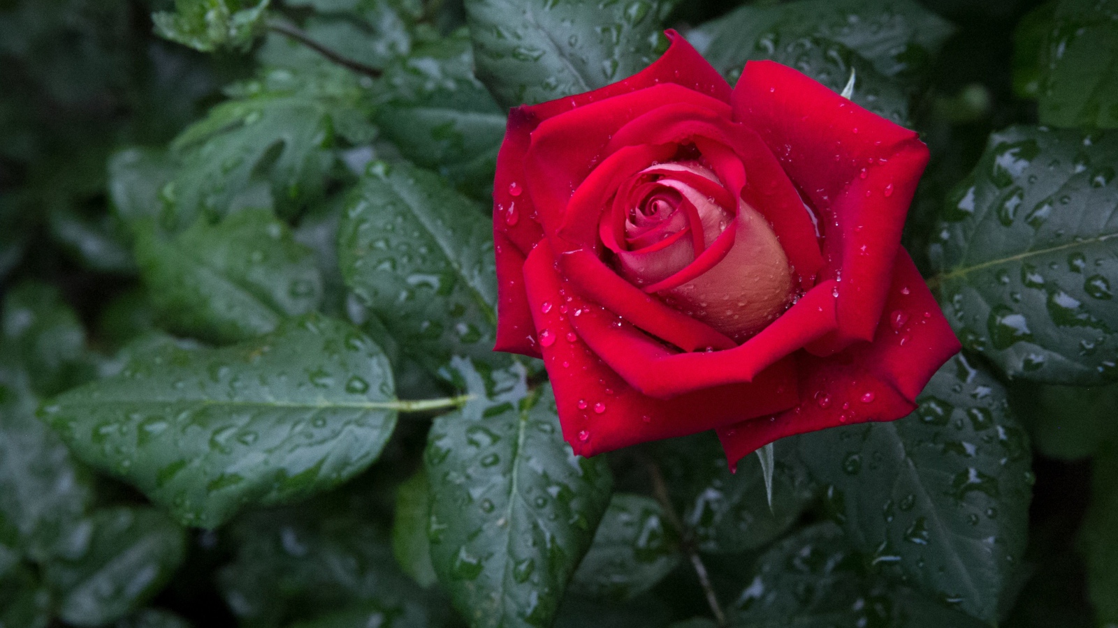 Красная роза с зелеными листьями в каплях дождя 