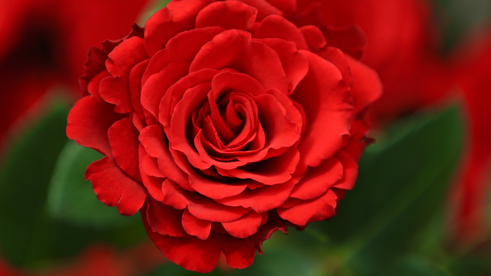 Красная роза с лепестками крупным планом 