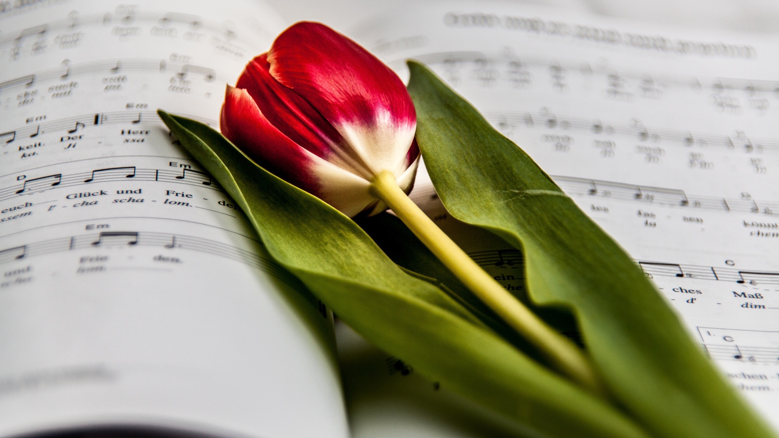 Красный тюльпан с зелеными листьями лежит на нотной тетради