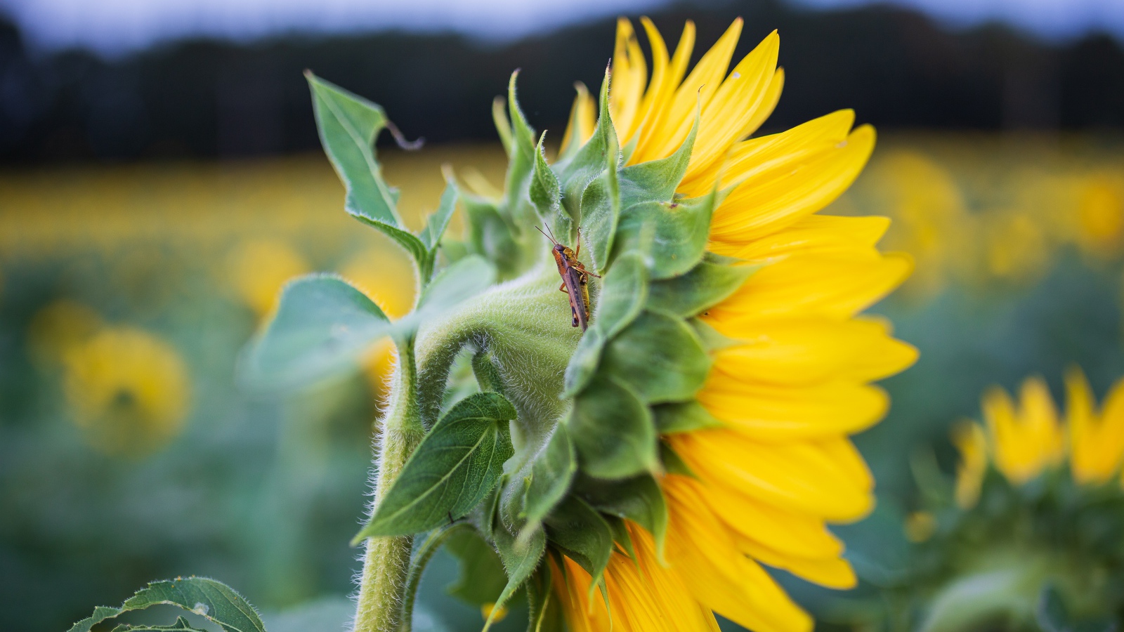 Маленький кузнечик на желтом цветке подсолнуха