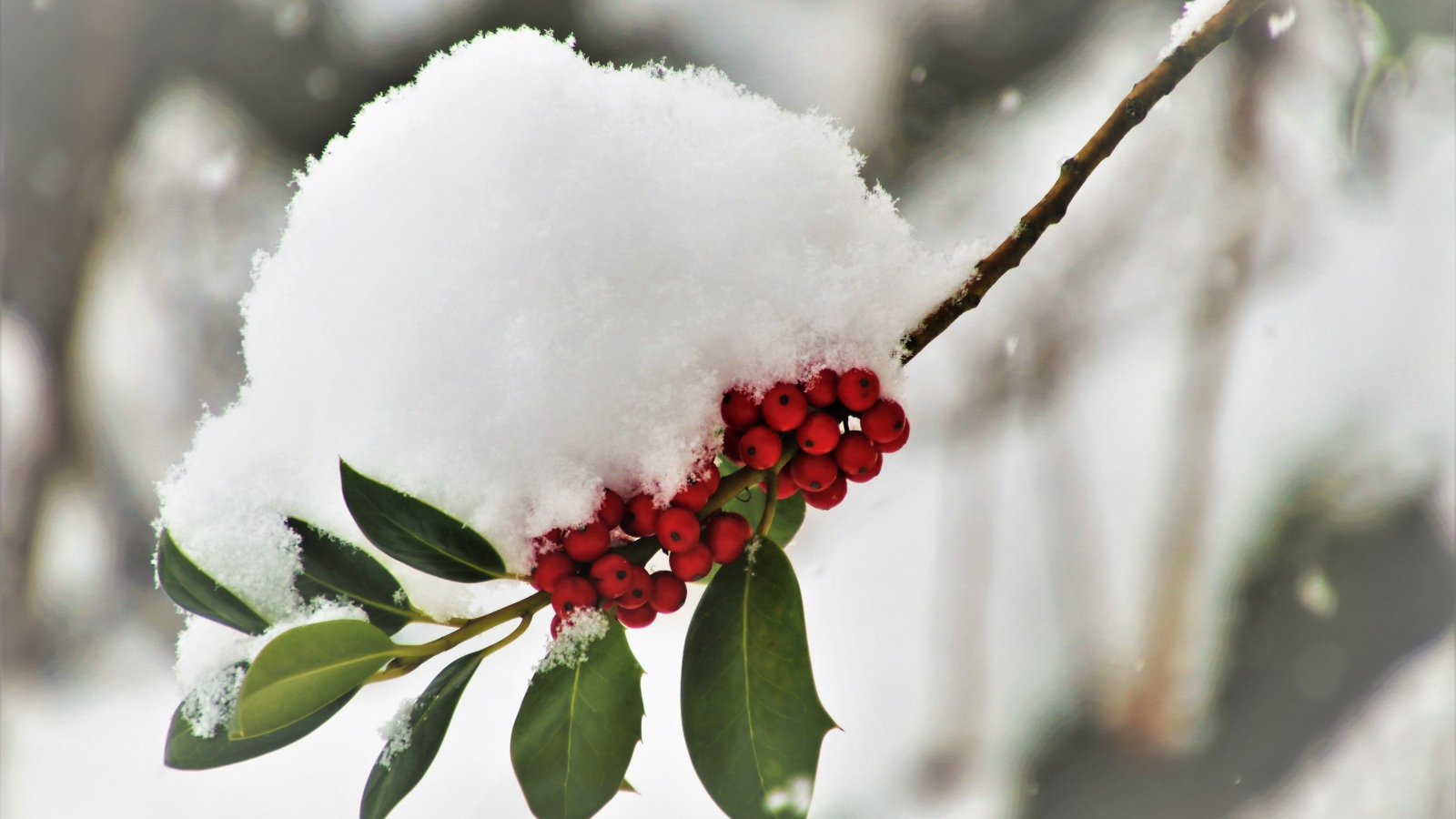 Снег лежит на ветке с красными ягодами