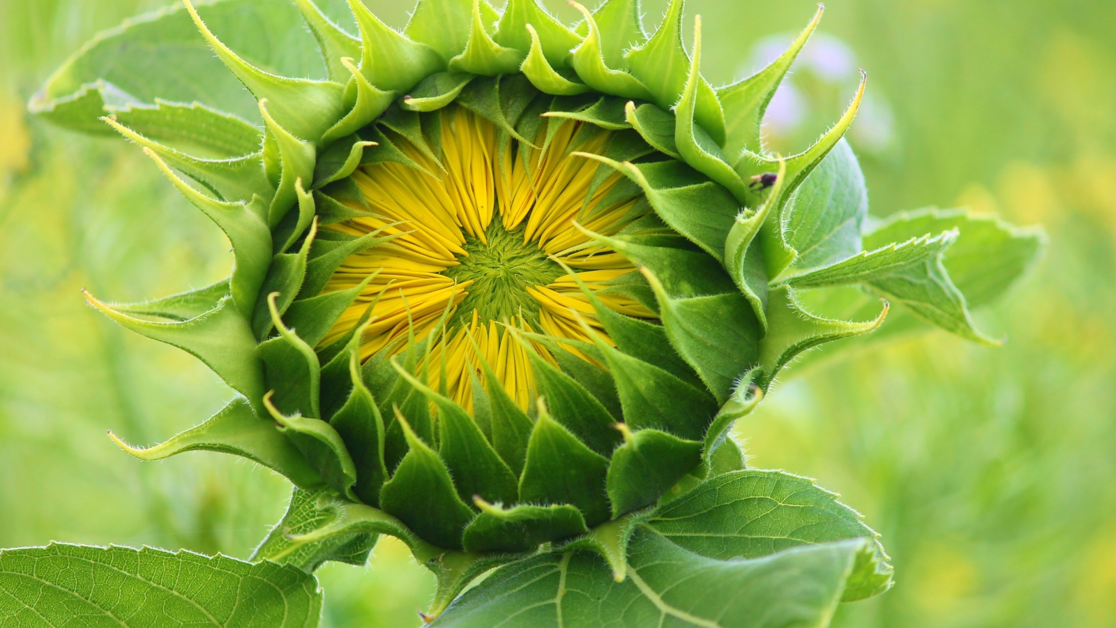 Цветок подсолнуха распускается на поле