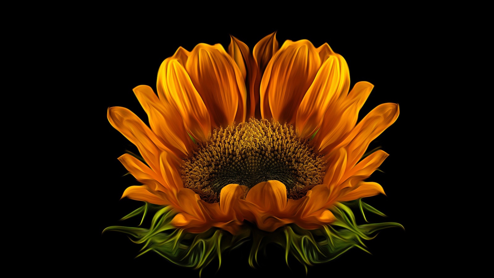 Цветок подсолнуха на черном фоне