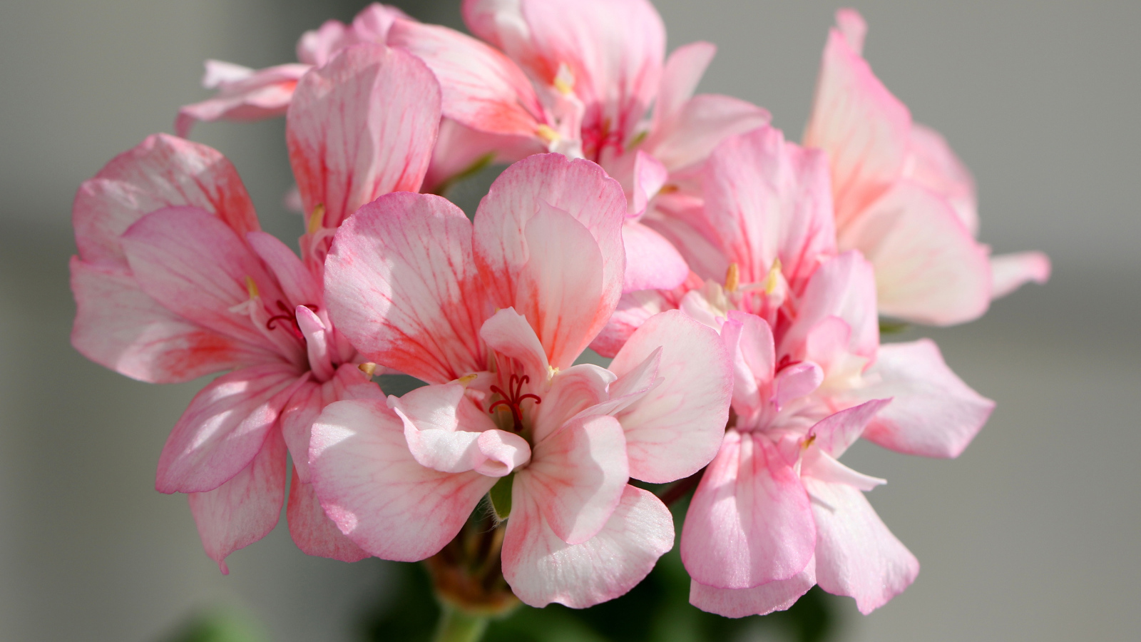 Нежные розовые цветы герани крупным планом