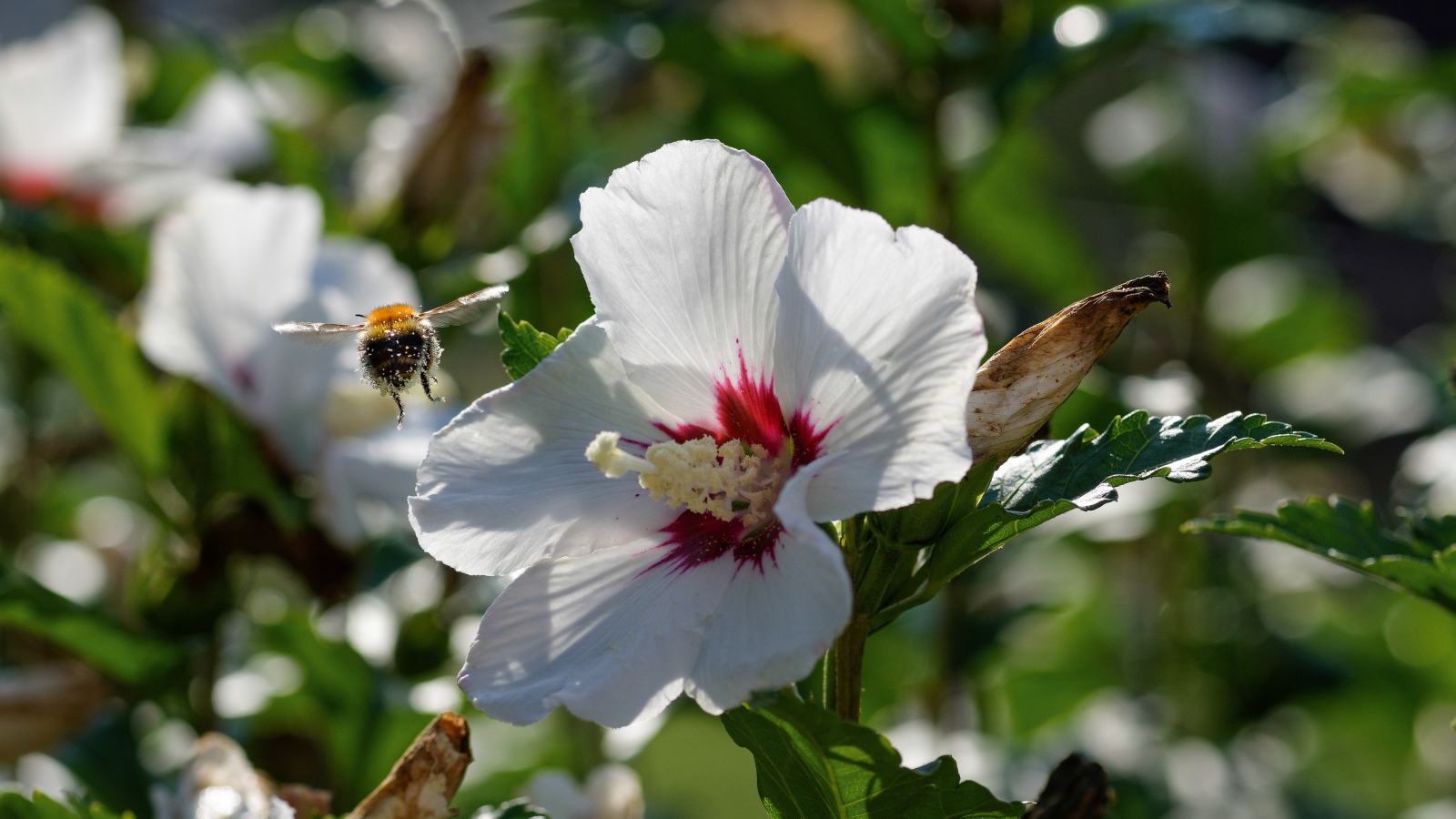 Нежные белые цветы гибискуса в лучах солнца в саду