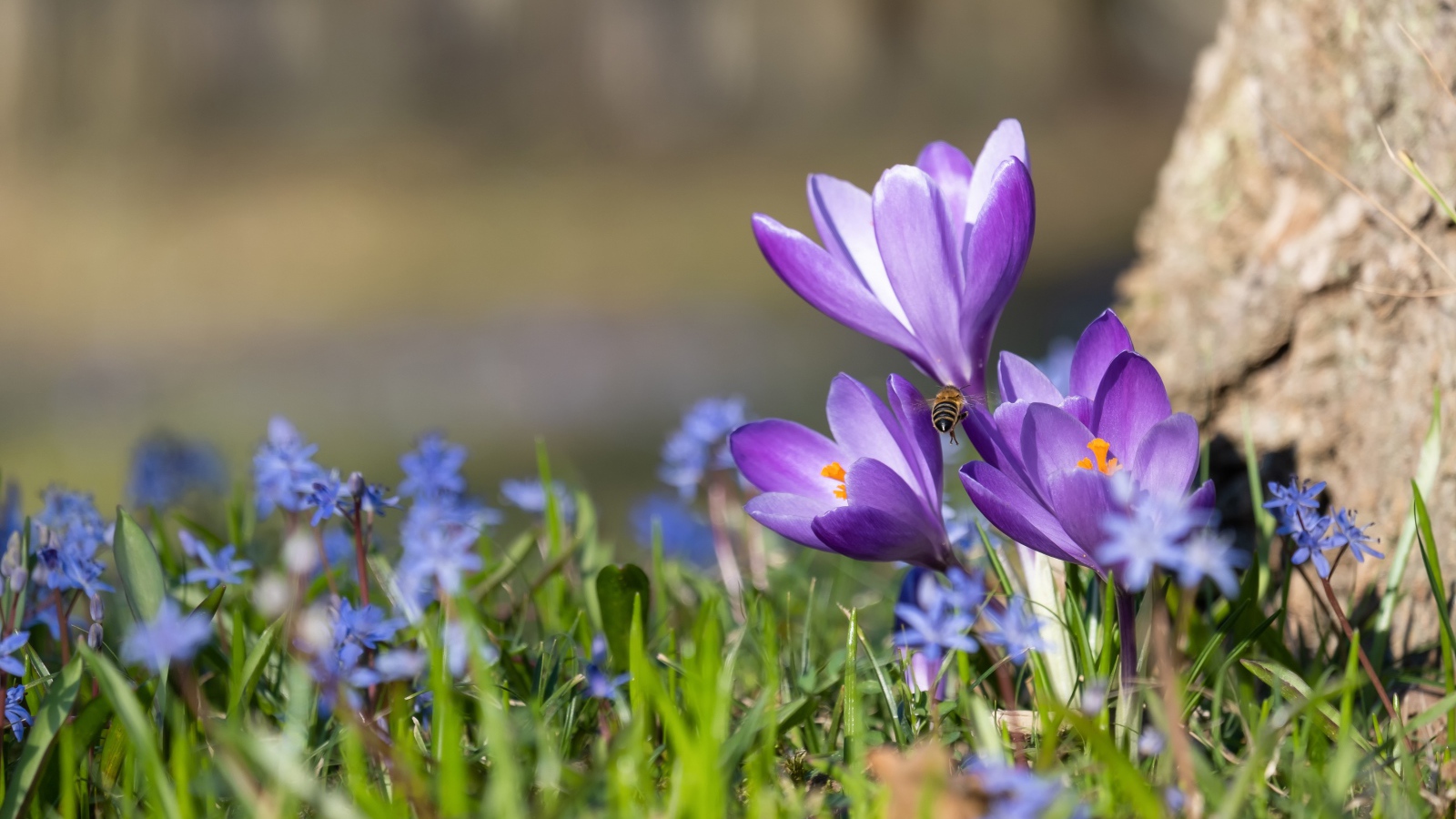 Первые весенние цветы пролесок и крокусы 