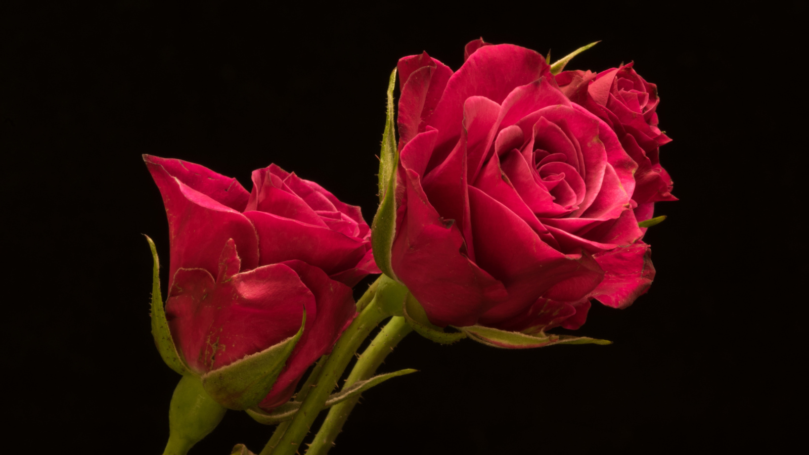 Три красивые розы на черном фоне