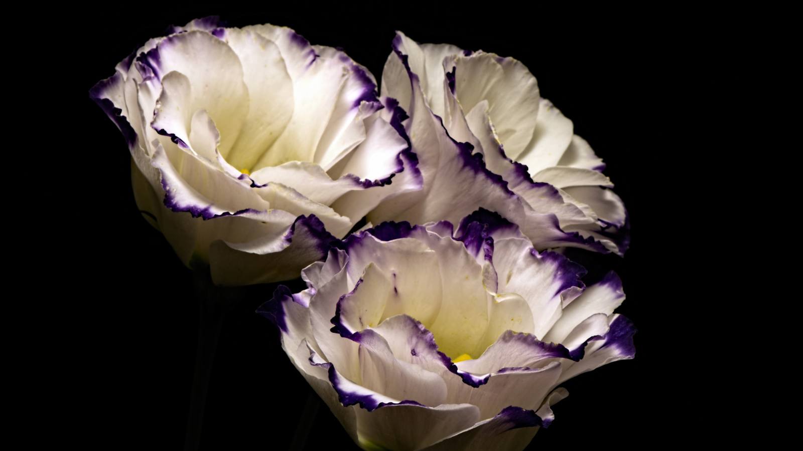 Три нежных  цветка эустомы на черном фоне