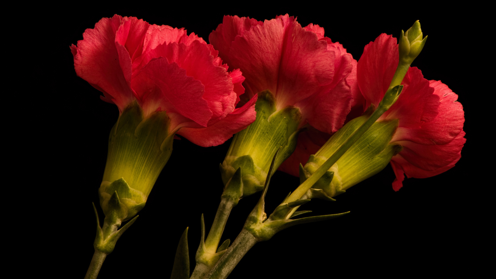 Три крупные красные гвоздики на черном фоне