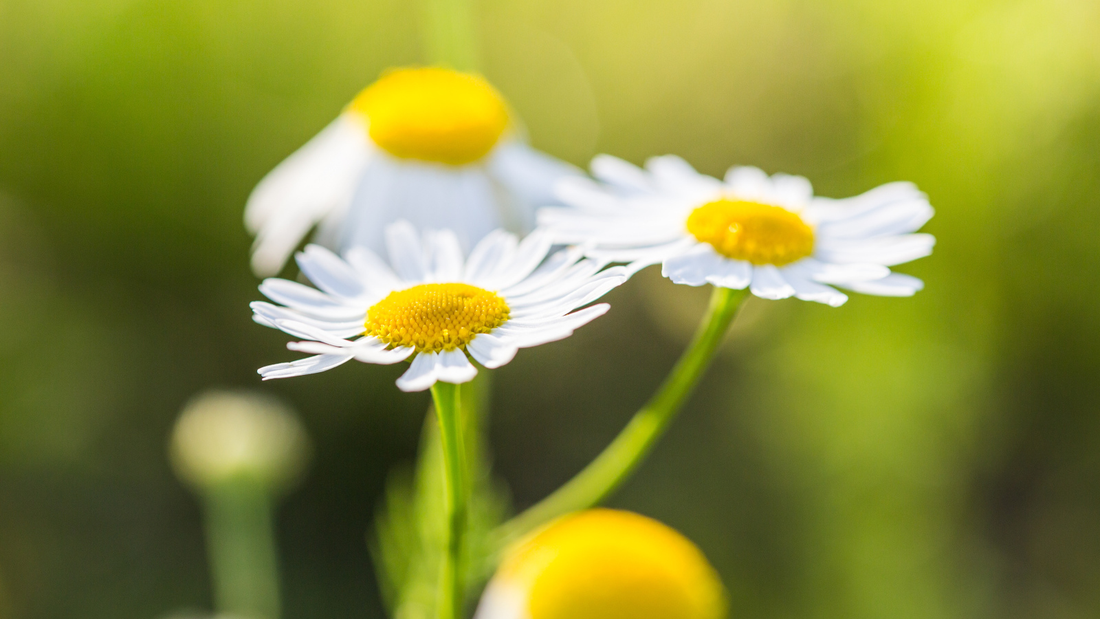 Три маленькие белые ромашки крупным планом