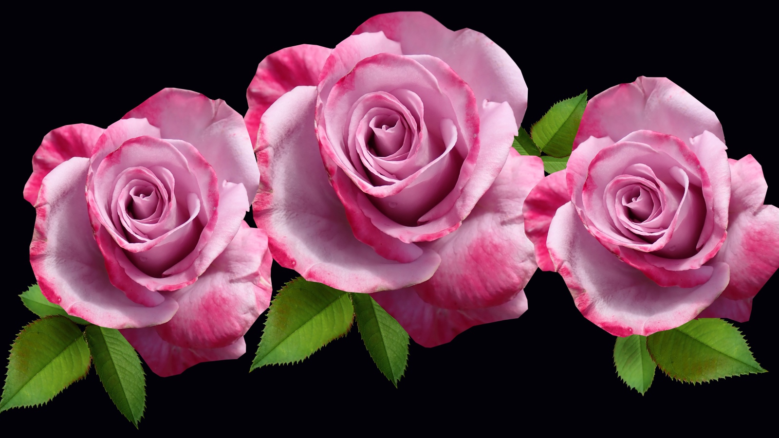 Три розовые розы с зелеными листьями на черном фоне