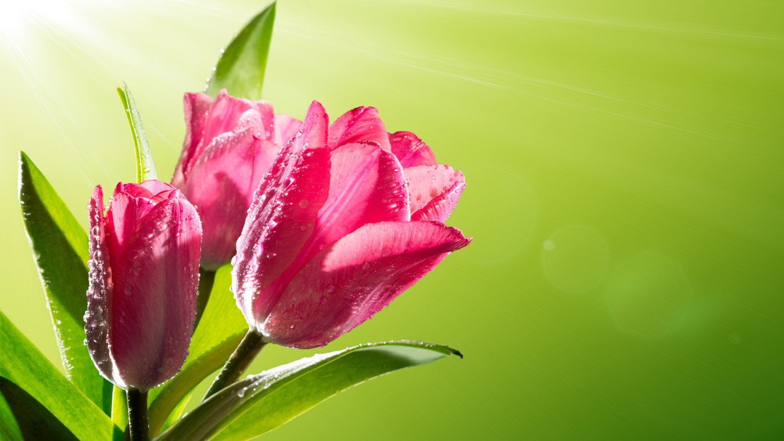 Три розовых тюльпана в каплях росы на зеленом фоне