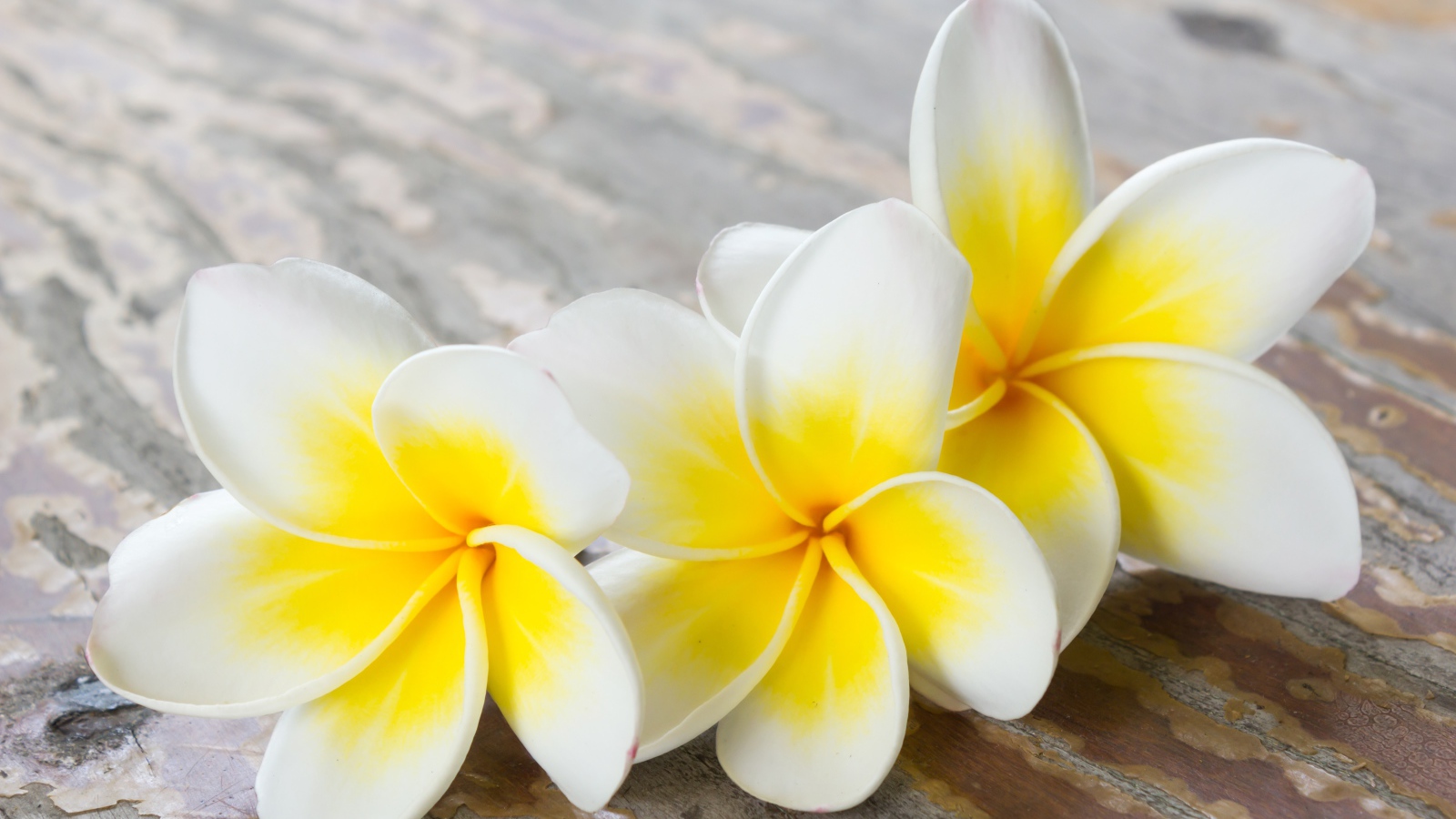Три цветка плюмерии на деревянном столе 