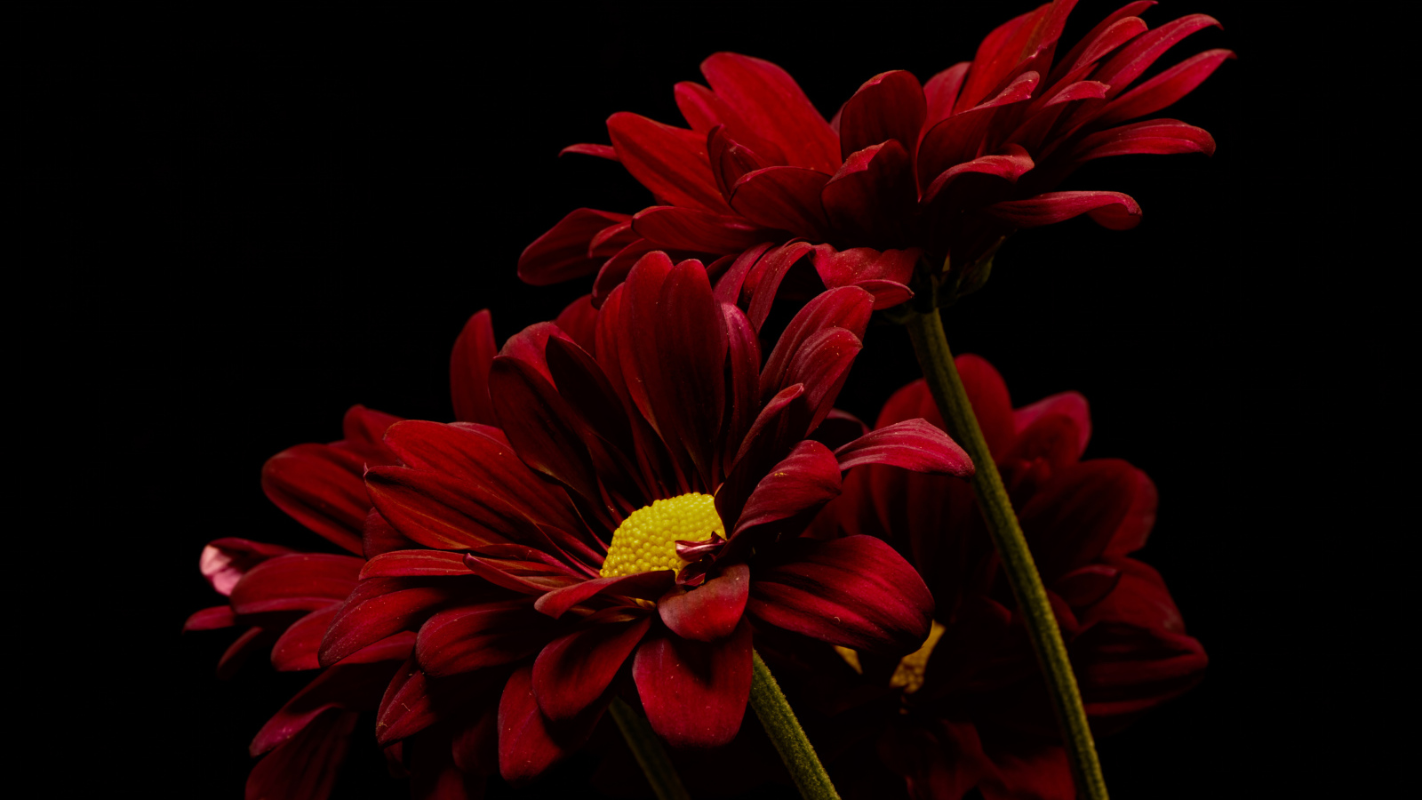 Три красные хризантемы на черном фоне
