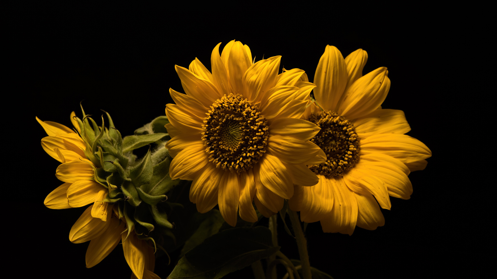 Три желтых цветка подсолнуха на черном фоне