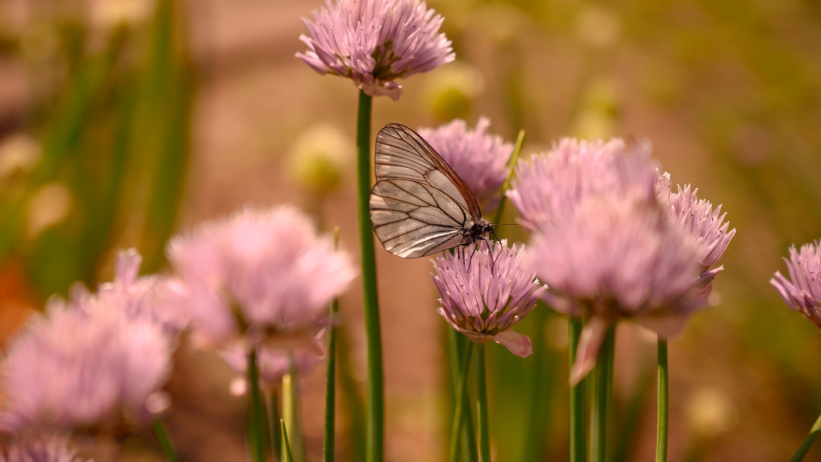 Прозрачная бабочка сидит на розовом цветке 