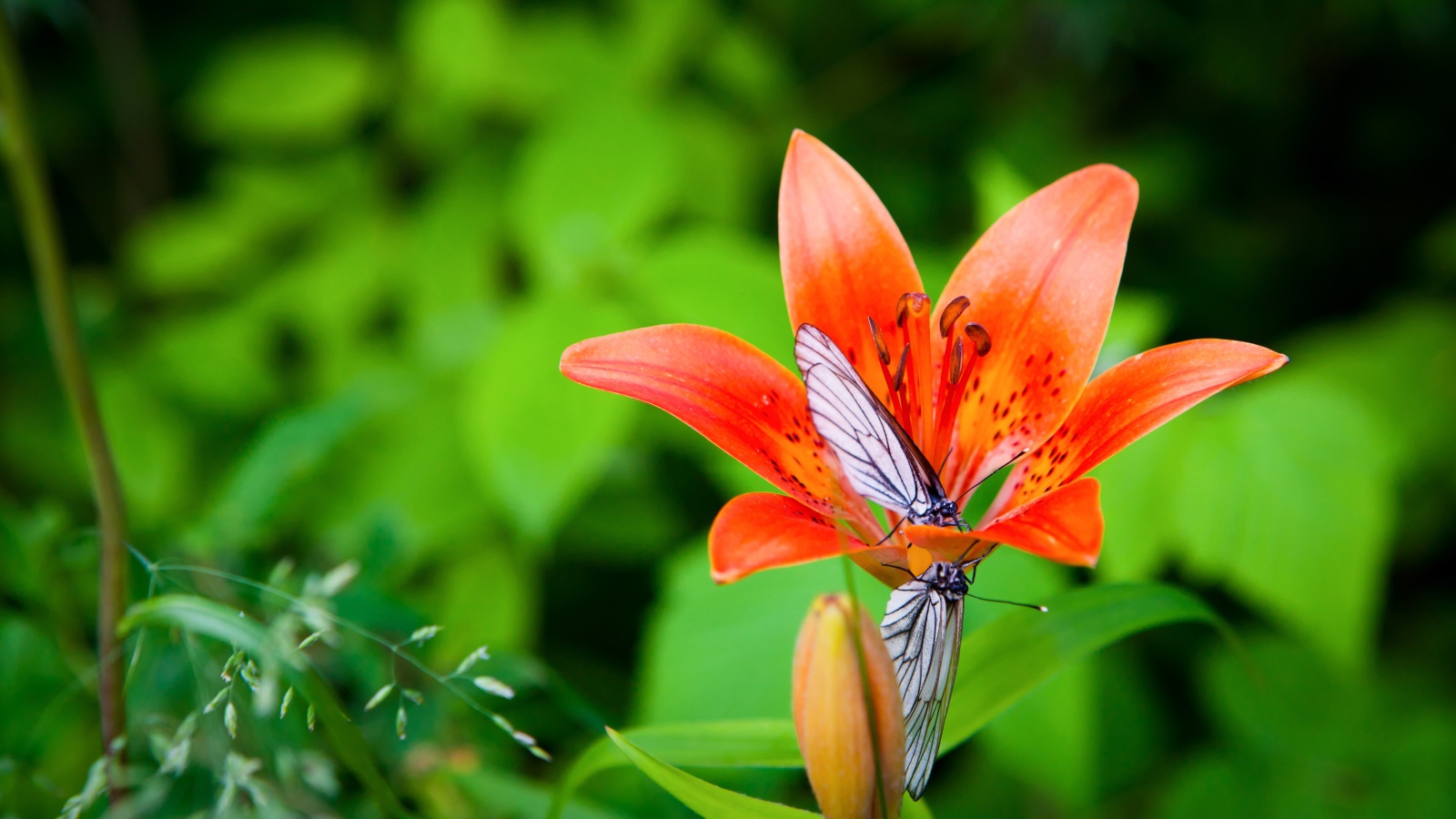 Две бабочки сидят на оранжевом цветке лилии