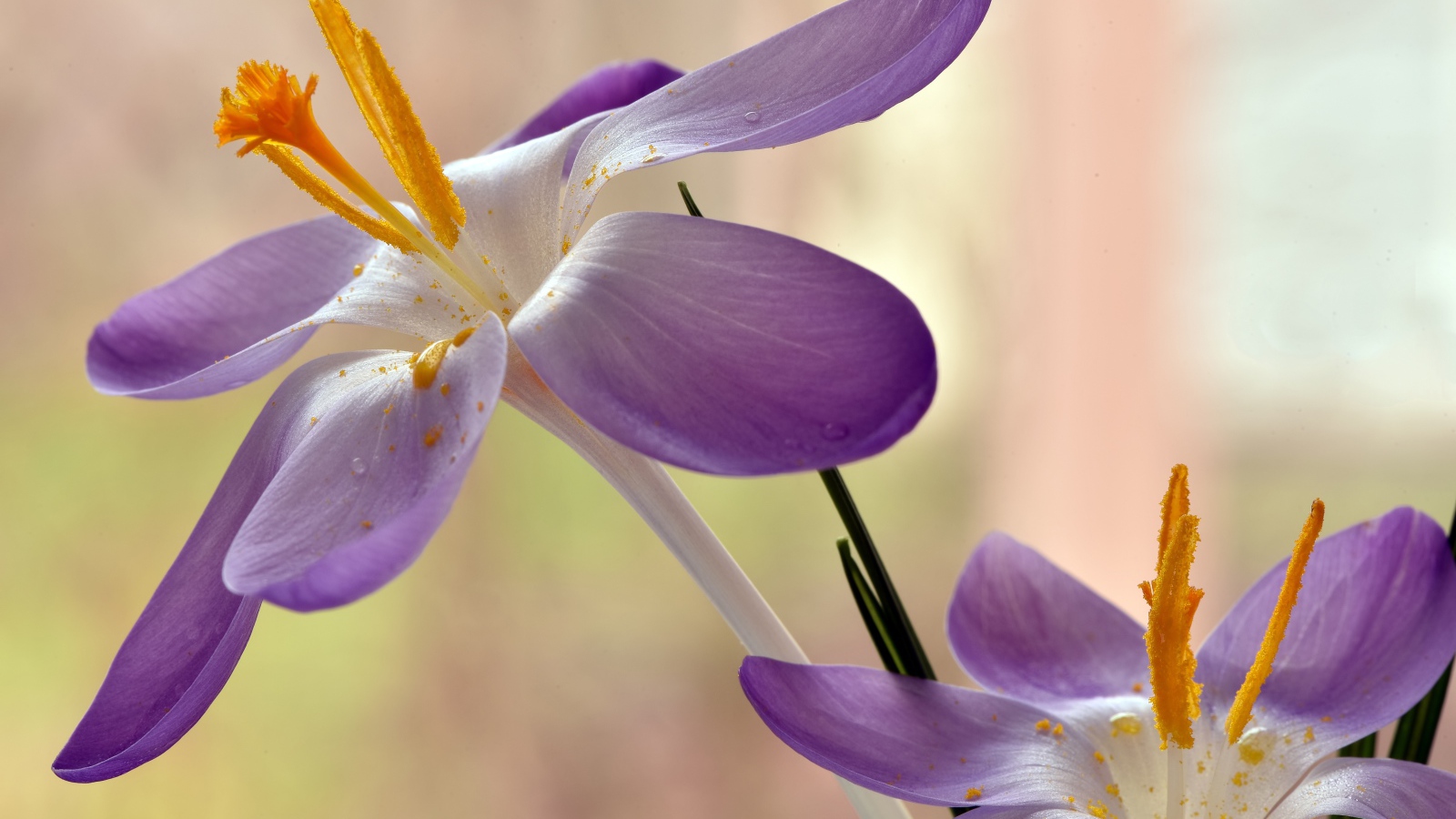 Два сиреневых крокуса с желтой серединой 