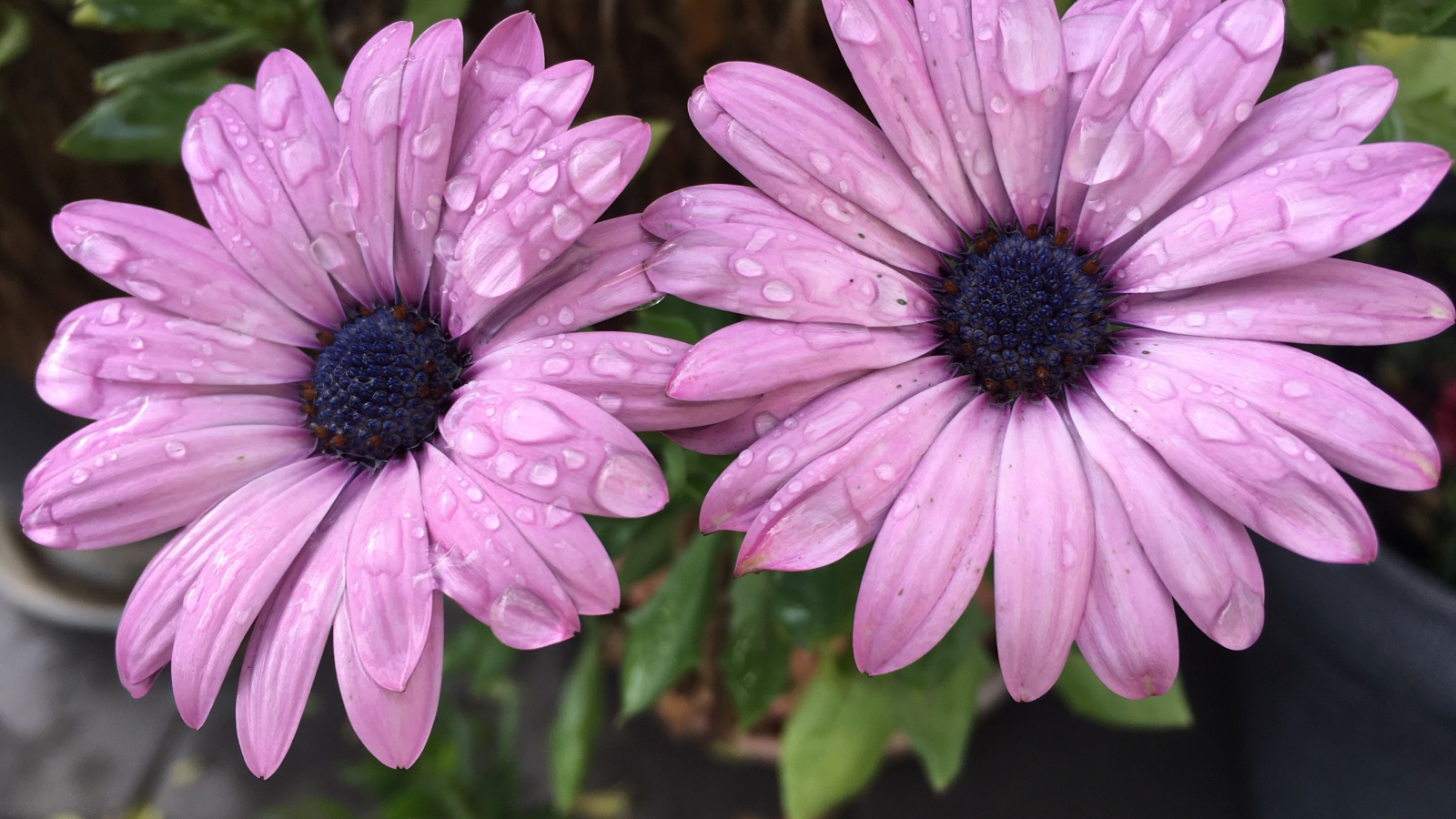 Два сиреневых цветка остеоспермум в каплях дождя