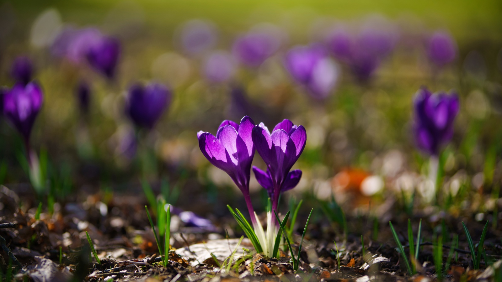 Два фиолетовых цветка крокуса в лучах солнца 