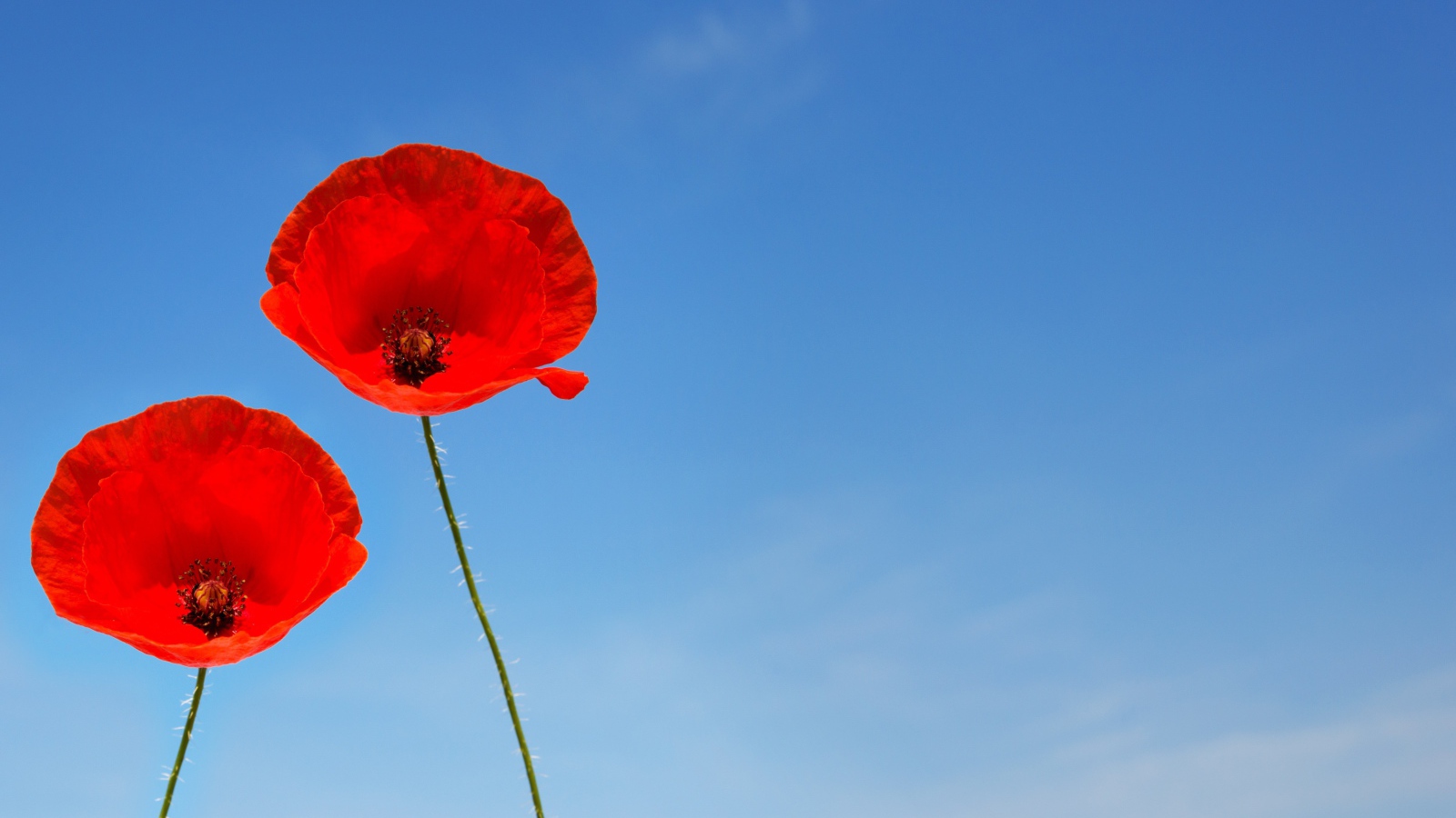 Два красных цветка мака на фоне голубого неба