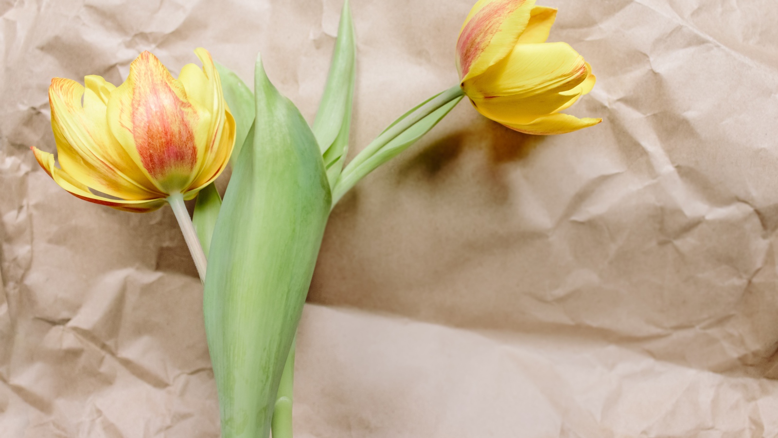 Два тюльпана лежат на бумаге 