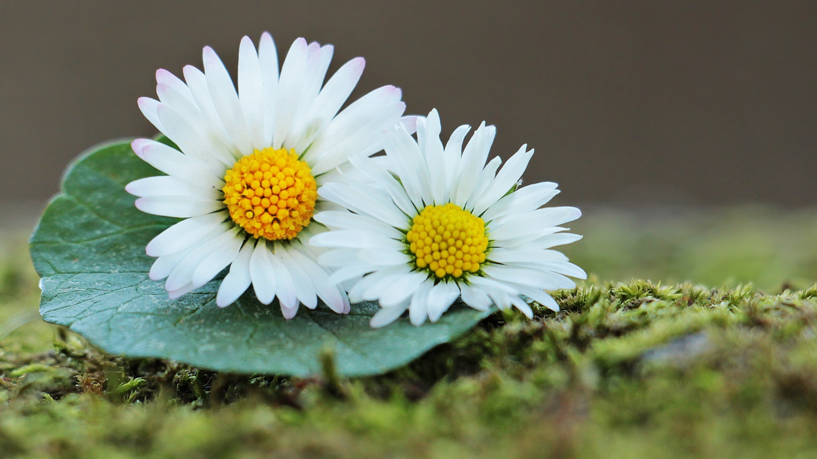 Две белые ромашки с зеленым листом 