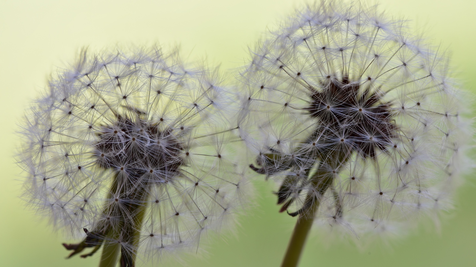 Два белых цветка одуванчика крупным планом