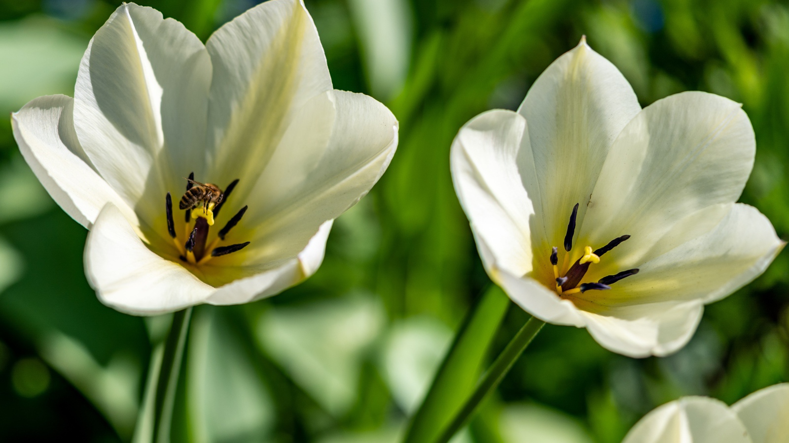 Два белых тюльпана крупным планом на клумбе 