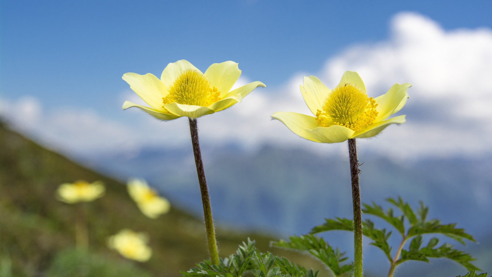 Два желтых цветка анемоны на поле крупным планом