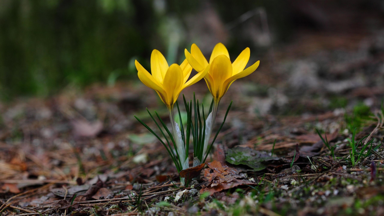 Два желтых цветка крокуса на холодной земле 