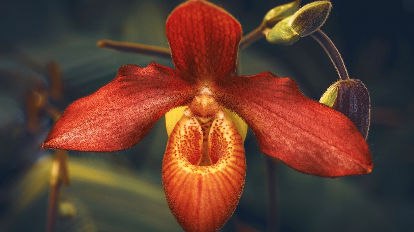 Необычная оранжевая орхидея с бутонами