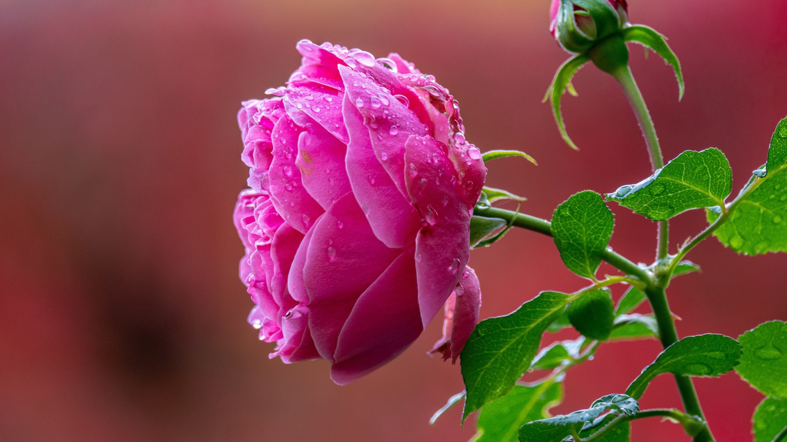 Мокрая розовая роза с бутоном крупным планом 