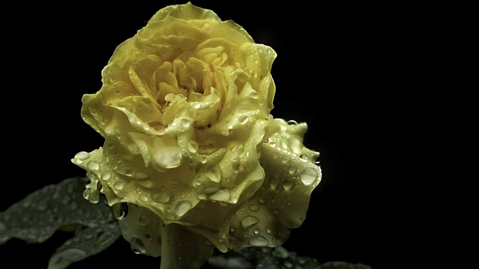 Мокрая желтая роза на черном фоне крупным планом