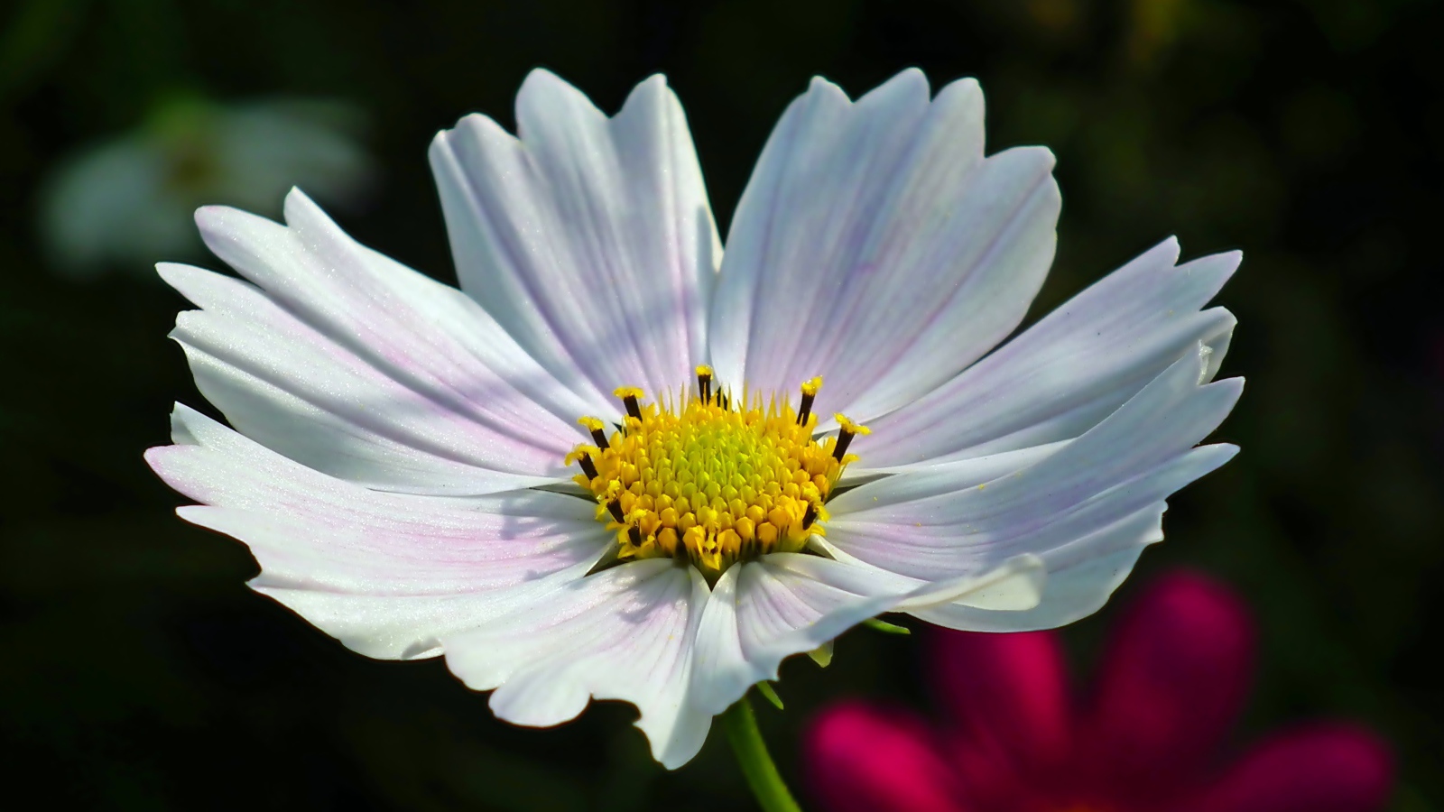 Белый цветок Космеи в лучах солнца