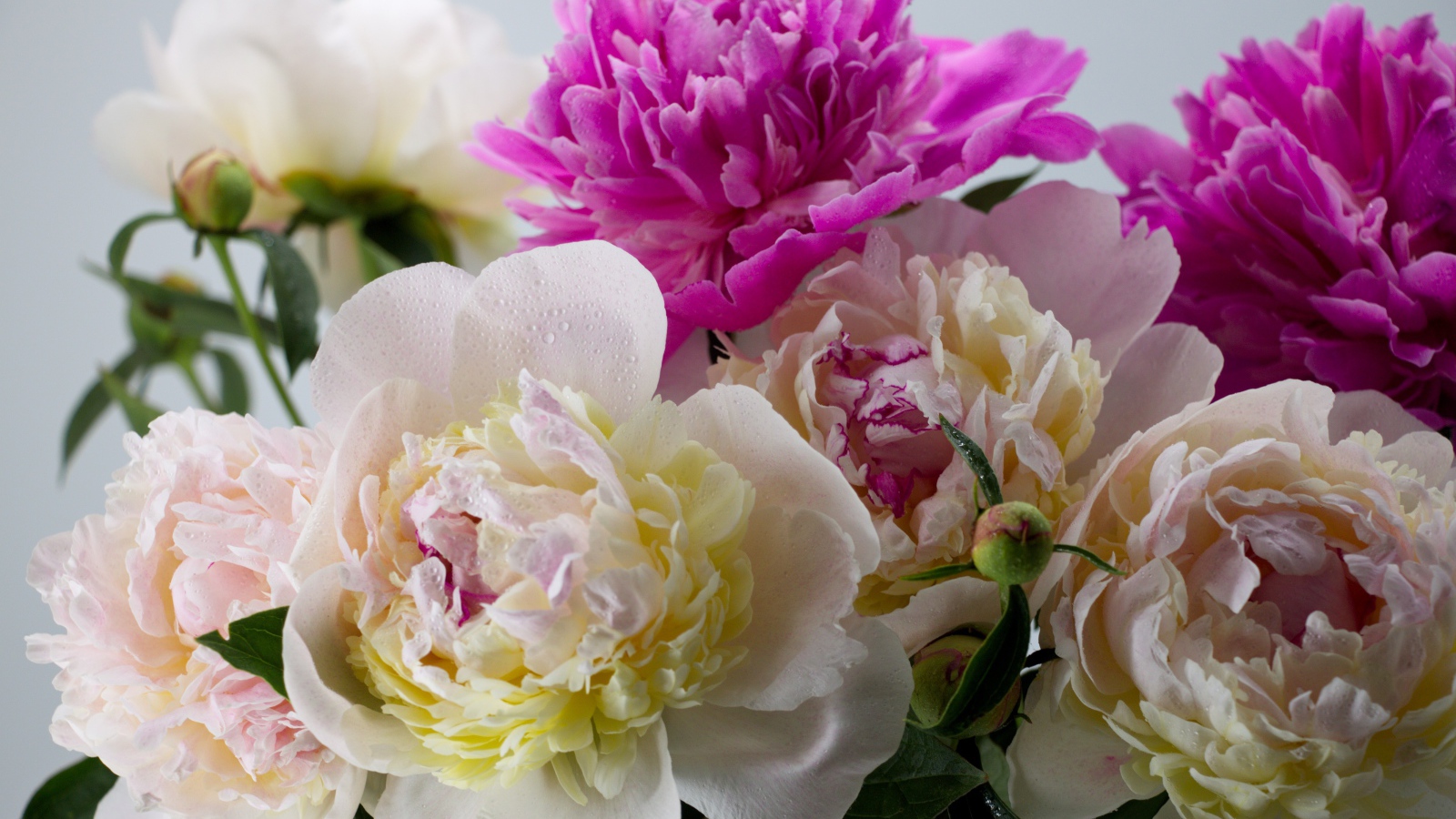 Белые и розовые цветы пиона крупным планом